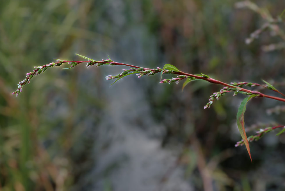 Горец перечный (Persicaria hydropiper)