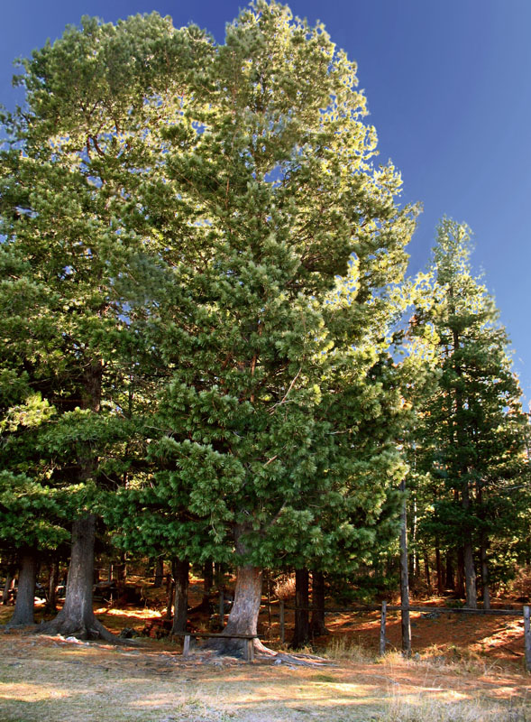 Кедр канадский фото дерево