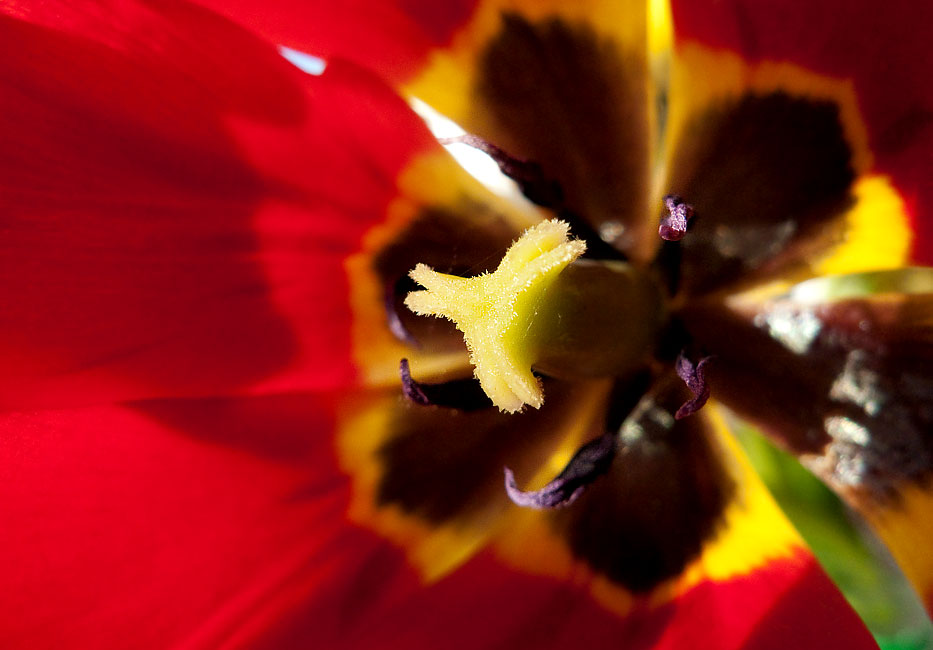 Tulip