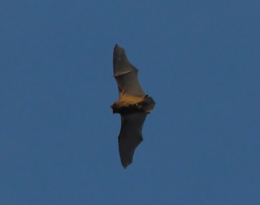 ������� ����