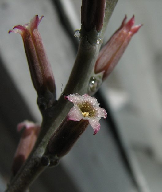 Adromischus cooperi 1