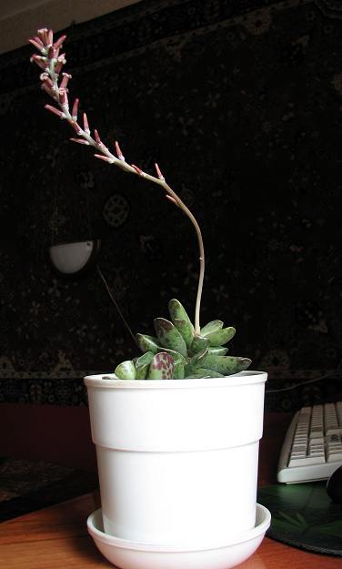 Adromischus cooperi 2