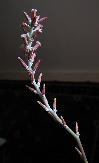 Adromischus cooperi 3