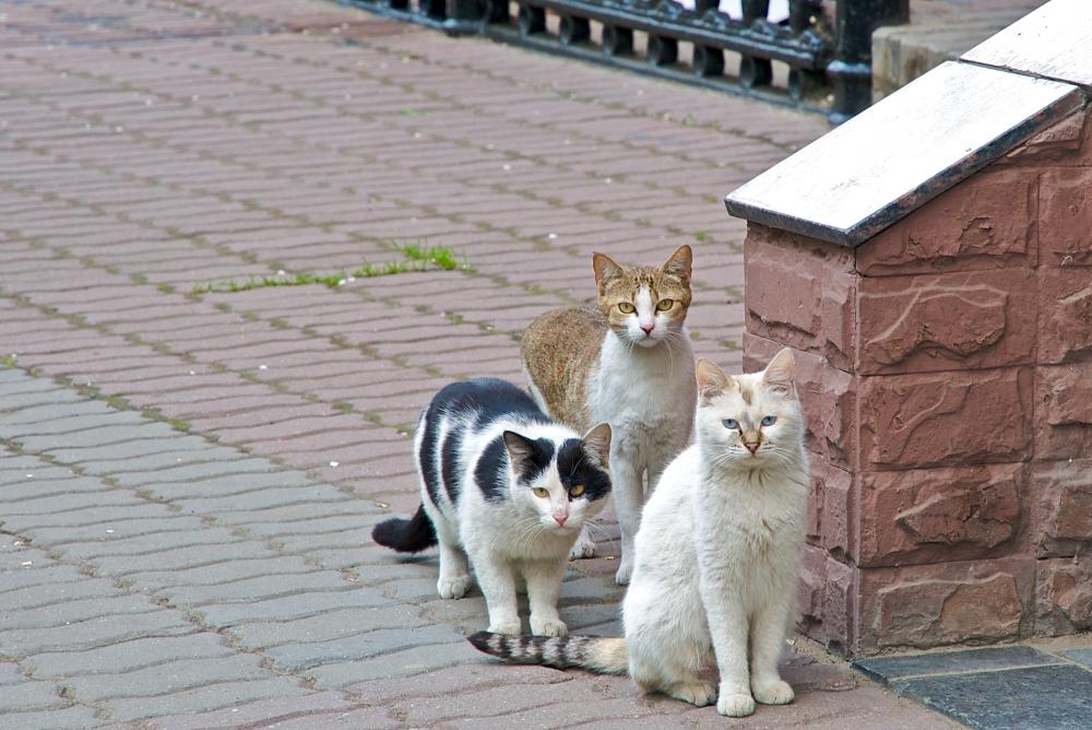 ������� ����������