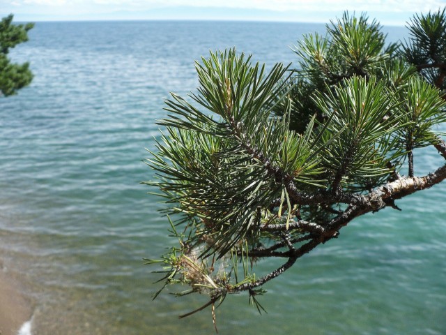 ��� ����� ������