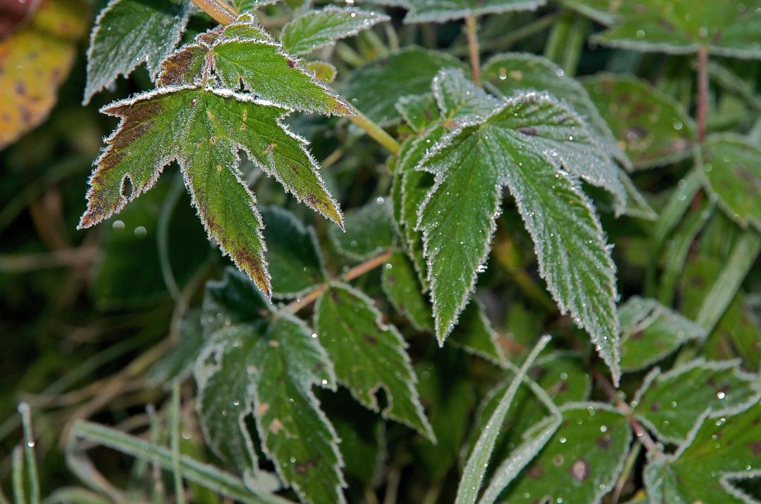 �������� ���������