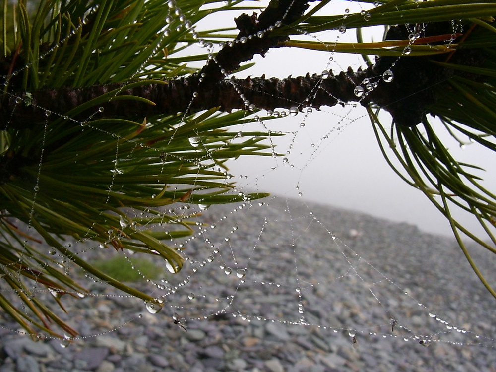 ��� �������