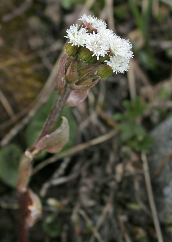 Женские цветки белокопытника