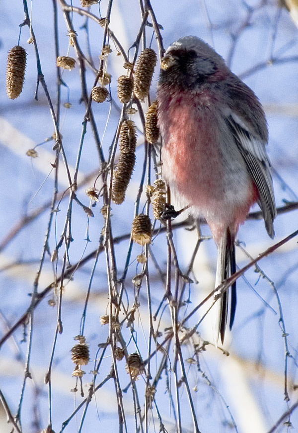 Зимующие птицы Гагарина