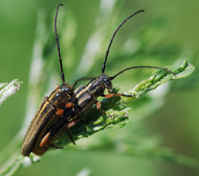   Phytoecia cinctipennis 