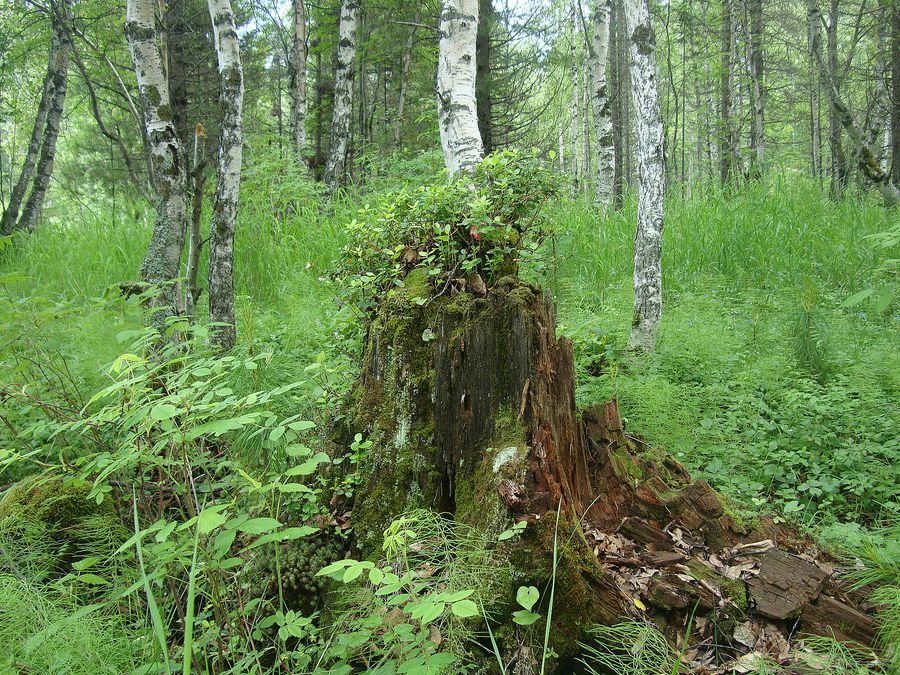 ��������� �������