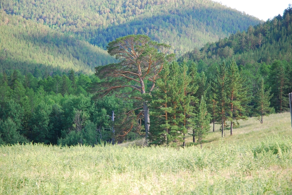 ������� - �����������