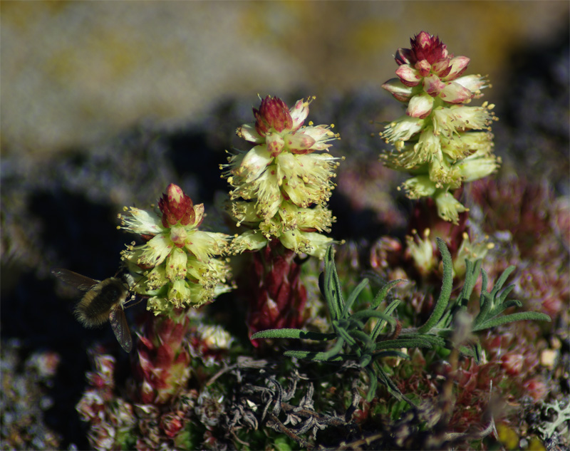 ������� ������ �������