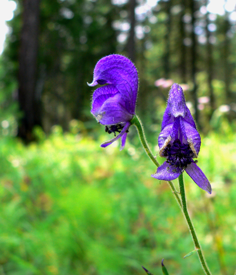 � � �����, � � �������.