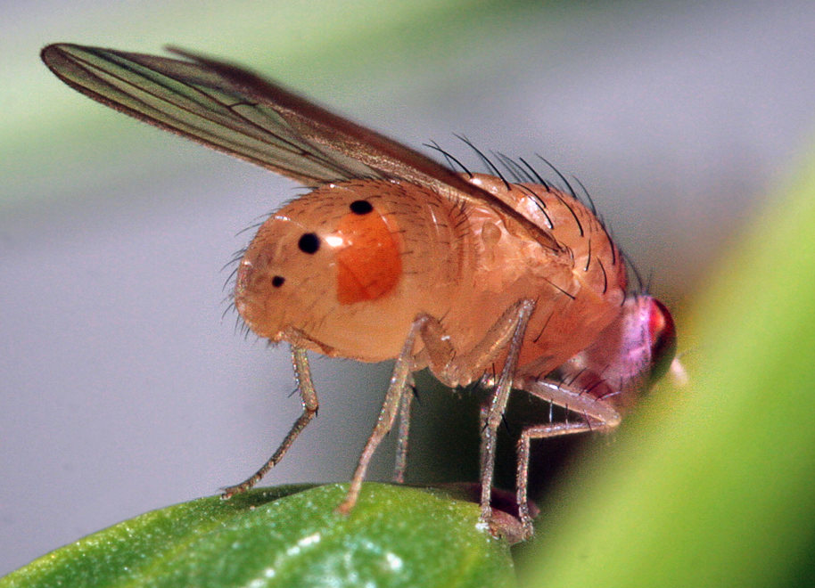   (Sapromyza sexpunctata)    