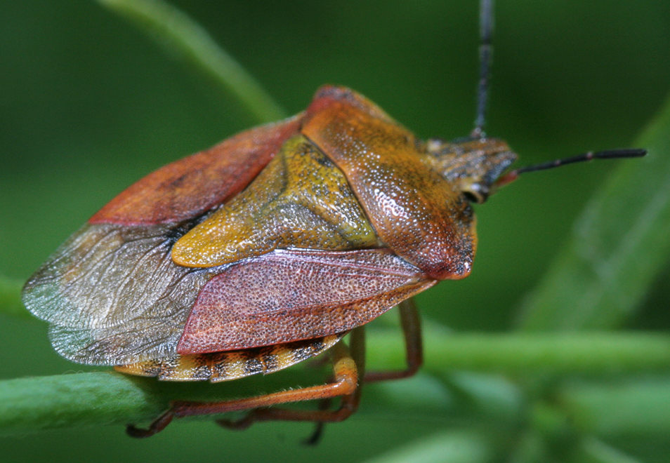   Carpocoris sp. ,   (Carpocoris purpureipennis)