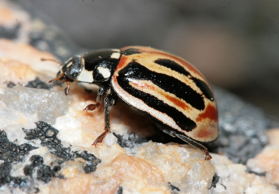   (Anatis ocellata)