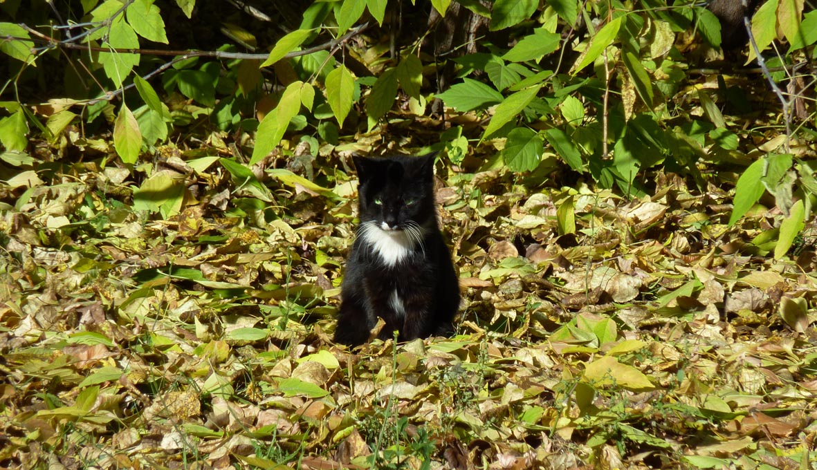 ����� � ������� ����� ����.