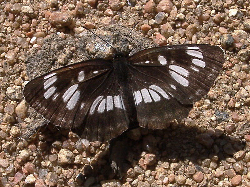 Пеструшка 7 букв. Пеструшка таволговая бабочка. Пеструшка темнокрылая. Neptis rivularis. Пеструшка темнокрылая бабочка.