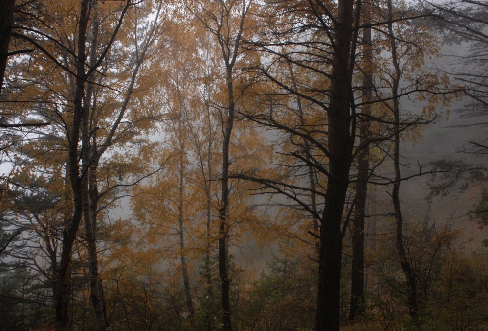 � �������� ����