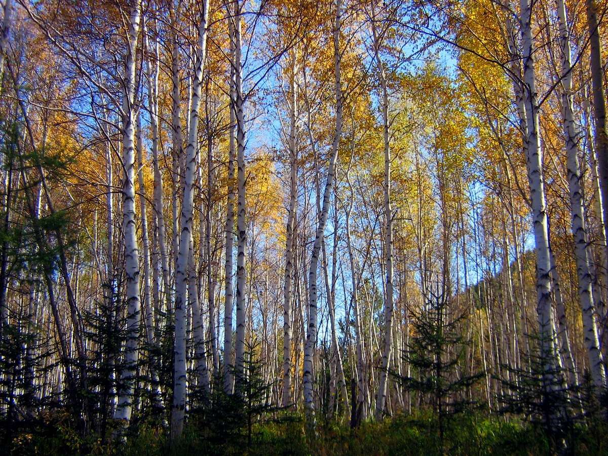 ���������� ����� ��������