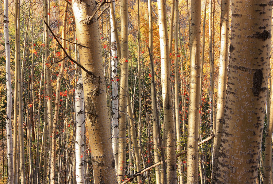 ��������� �����