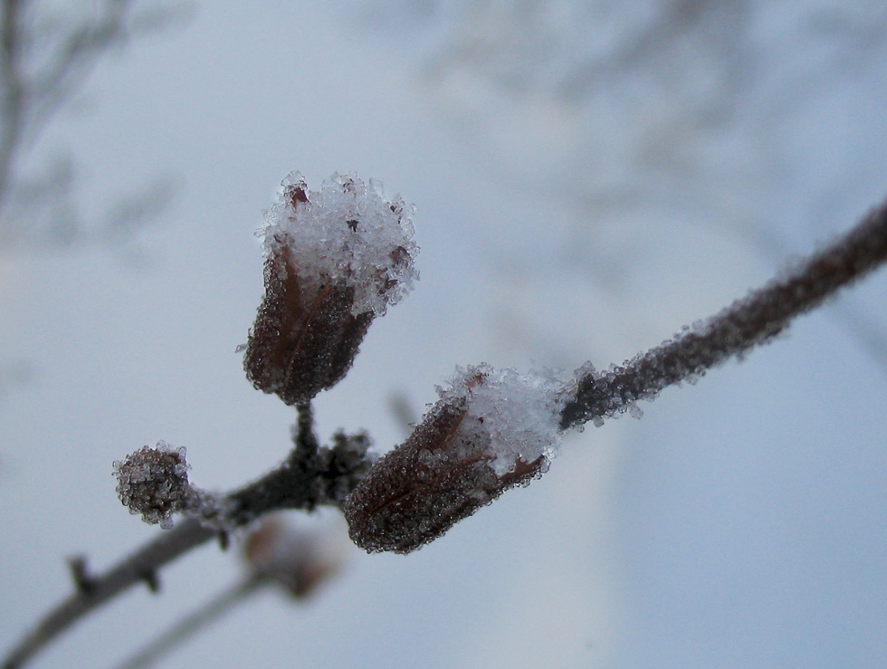  ������������ ��������