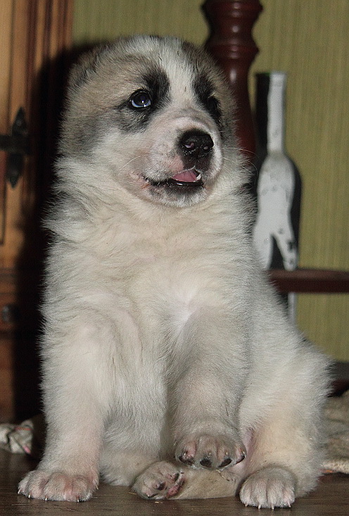 ��� �������