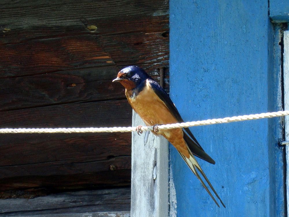 � ������