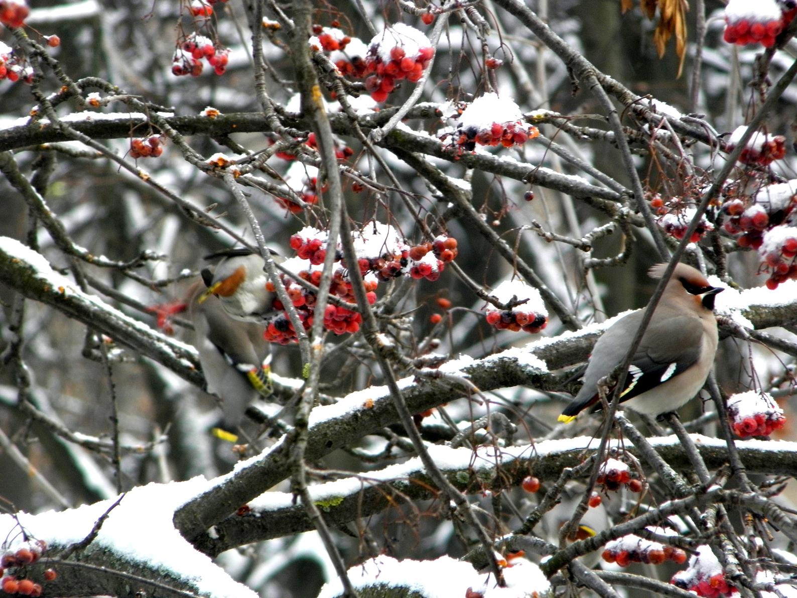 ���������� ���������..