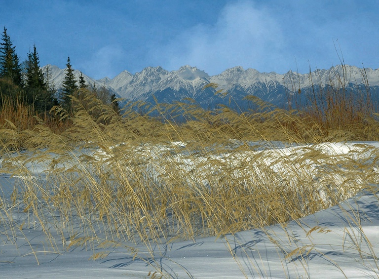 ������ ������