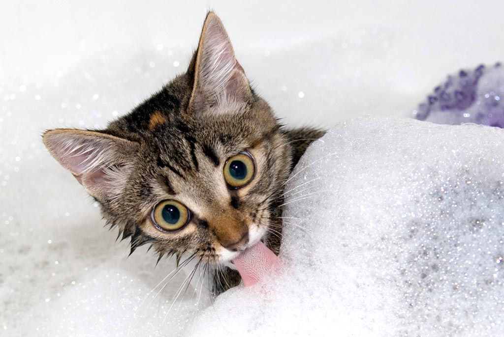 ���� ����� �����