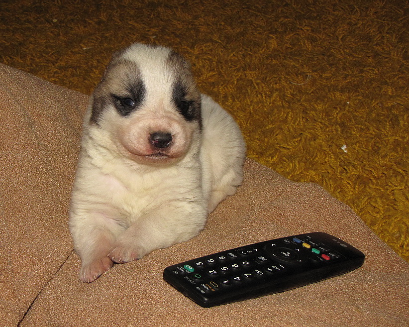 ��������