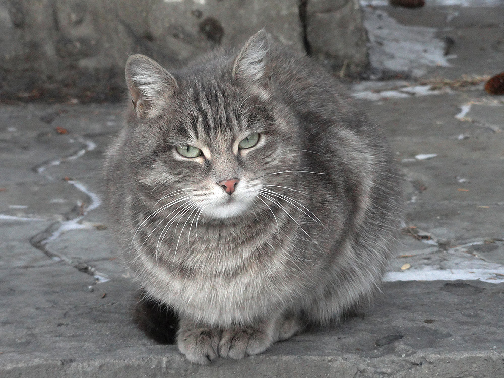 ��������� "�����"