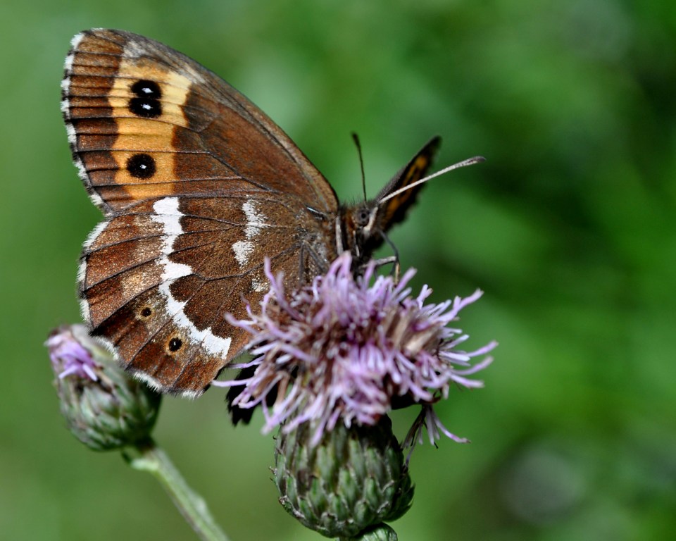   (Erebia ligea)