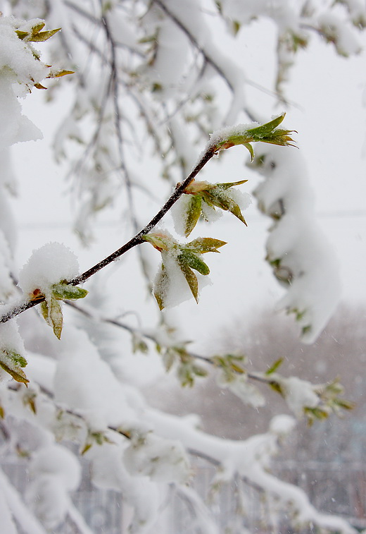 ����� ����...