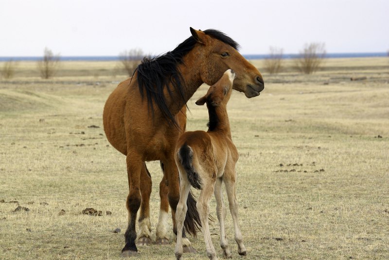 "��������� �������"