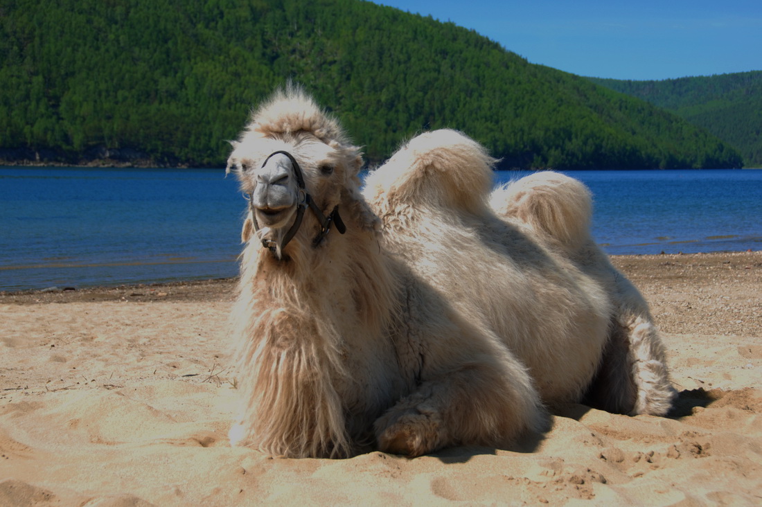 "������� �������" �� ������ ������