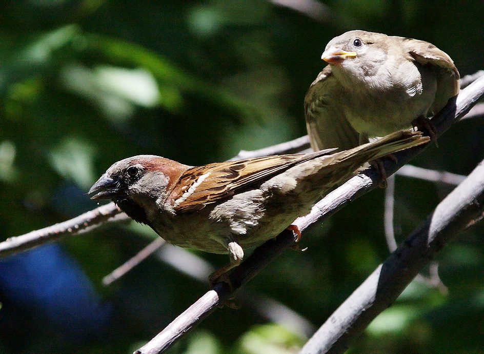 ������ ������