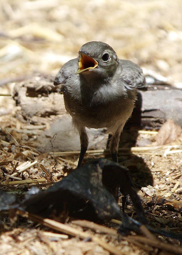 ���� �����