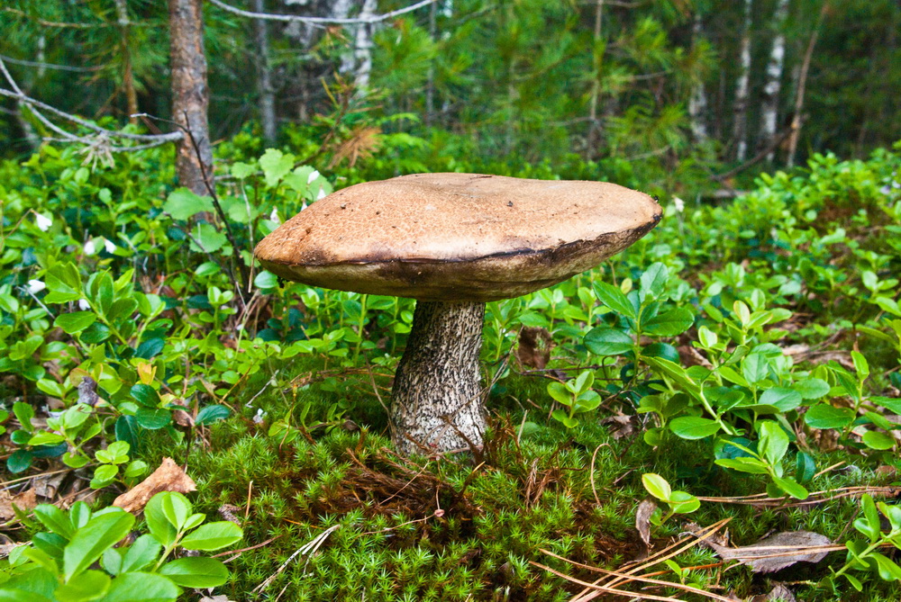 Первый гриб. Первые летние грибы. Первые грибы летом. Каменный гриб б. Зеленчук. 1 Гриб.