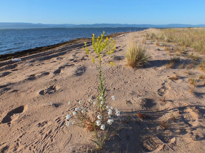 ����� ���������� ������