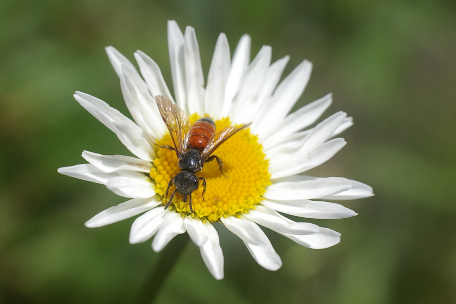 ���� ���������� ������