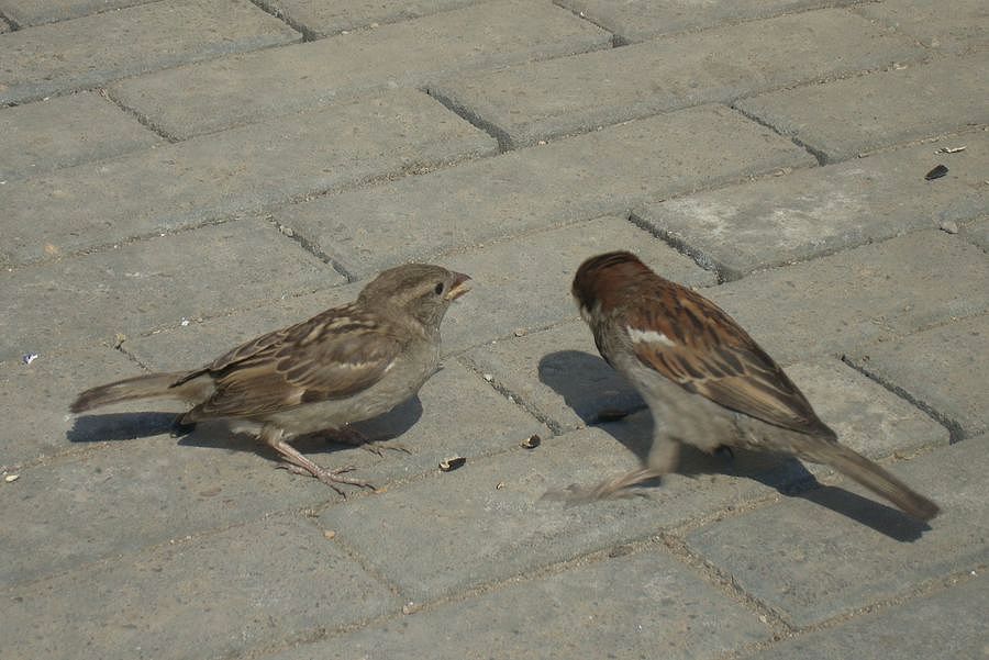 ����, � ������ ����!