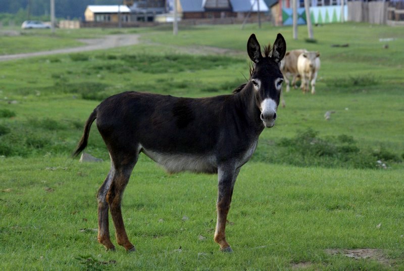 ����� �� �� ������� (������� ����������)