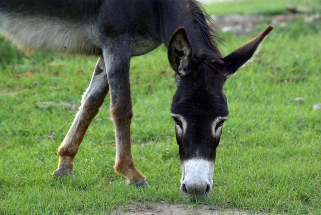 ������� ������