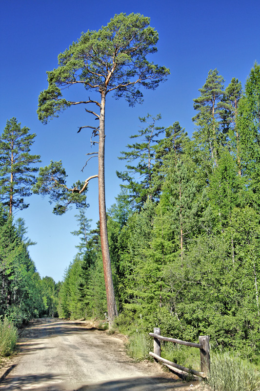 � ������������ �����