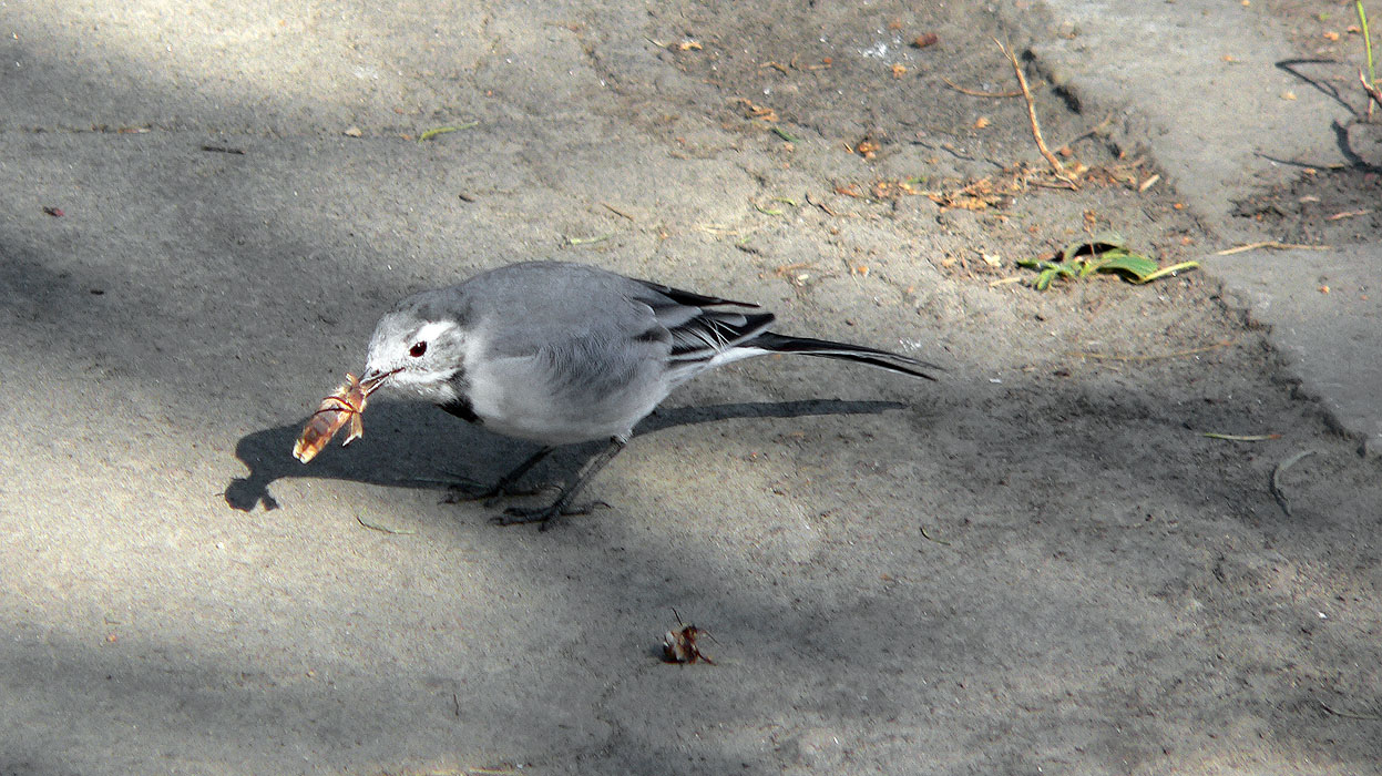 ��������� �������� )