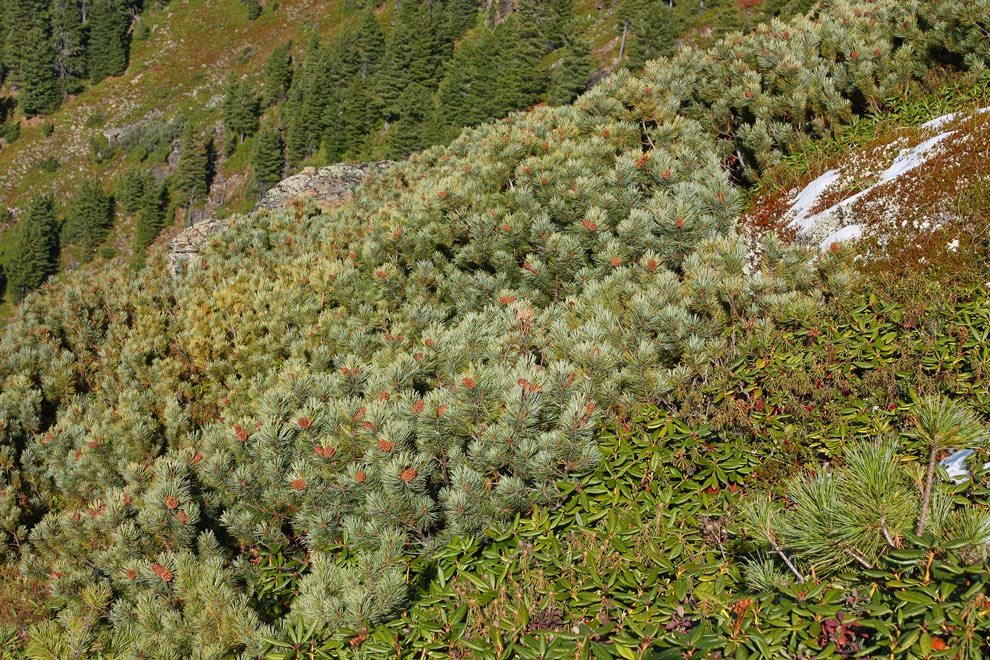 Произрастание хвойных деревьев природная зона. Кедровый стланик Камчатка. Кедровый стланик Байкальский. Кедровый стланик в тайге. Сибирский стланик Кедровый.