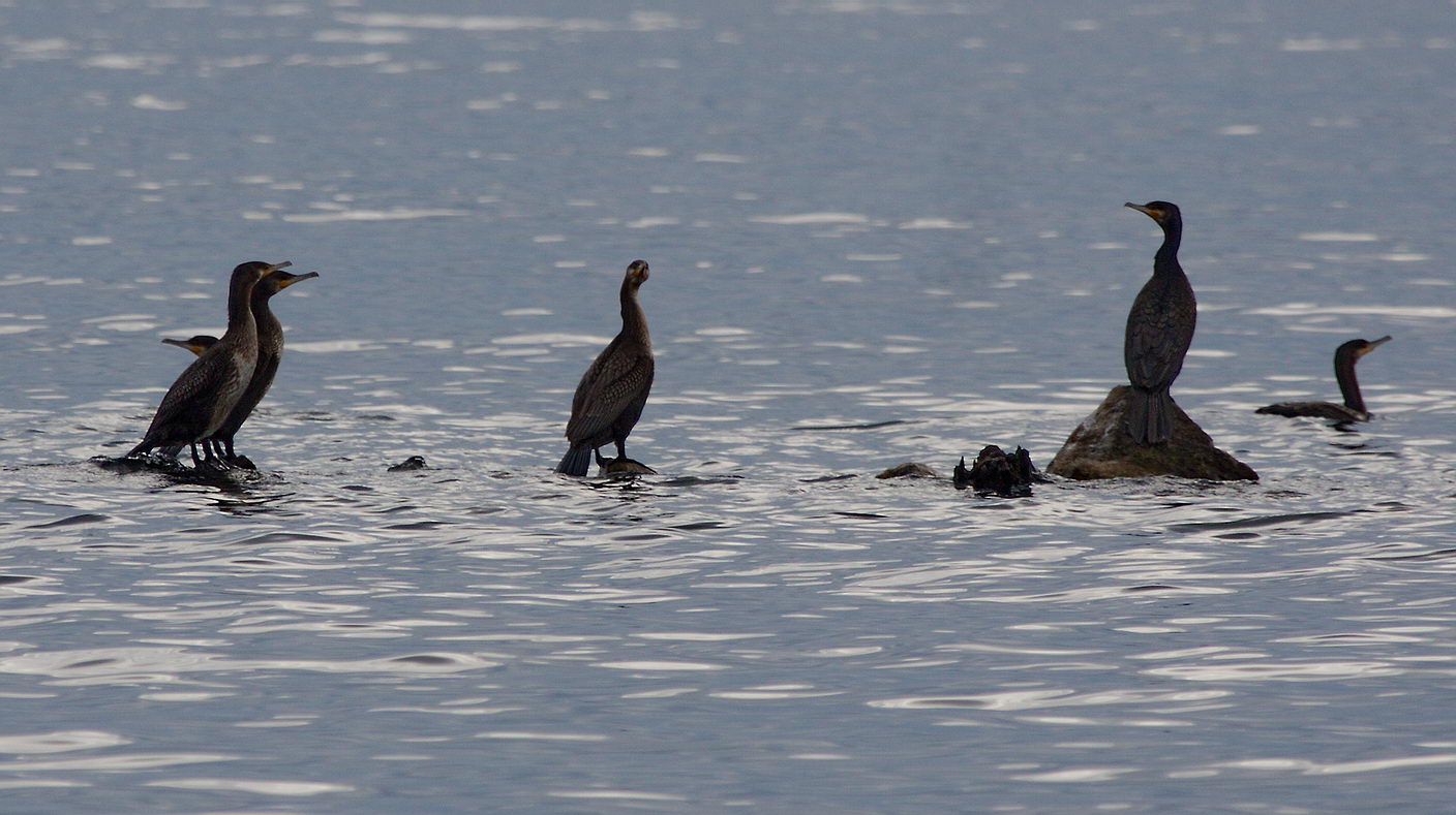 �� ��������